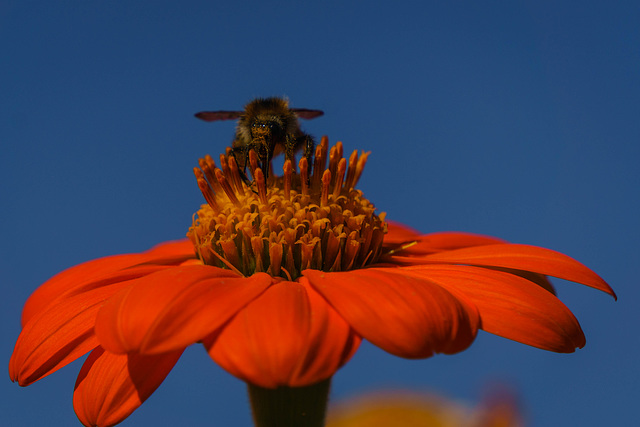 Spätsommer