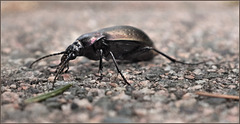 Bronze carabid