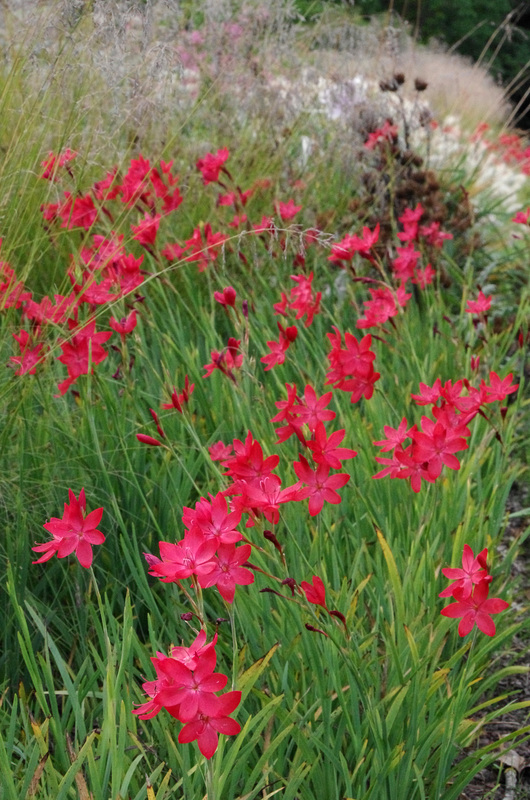 Scarborough lilies