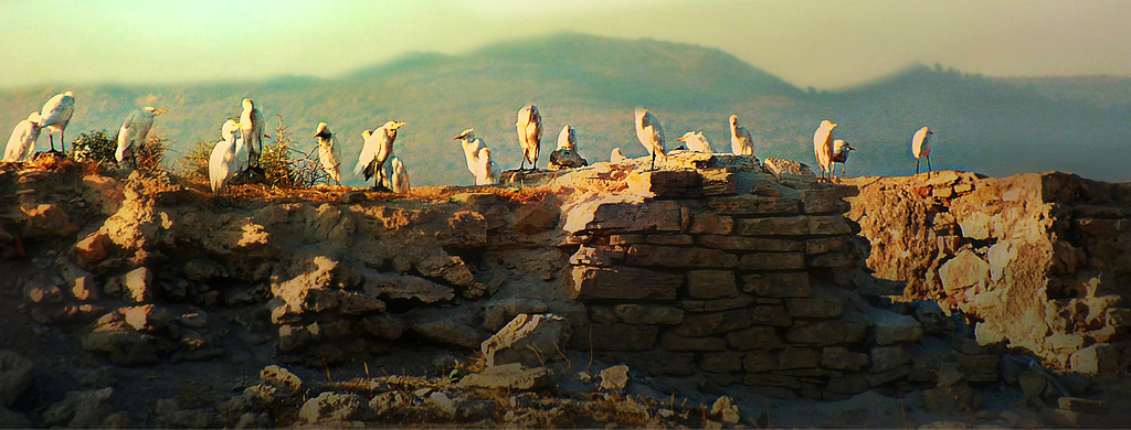 Aigrettes au repos.