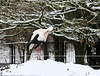 Storch im Schnee