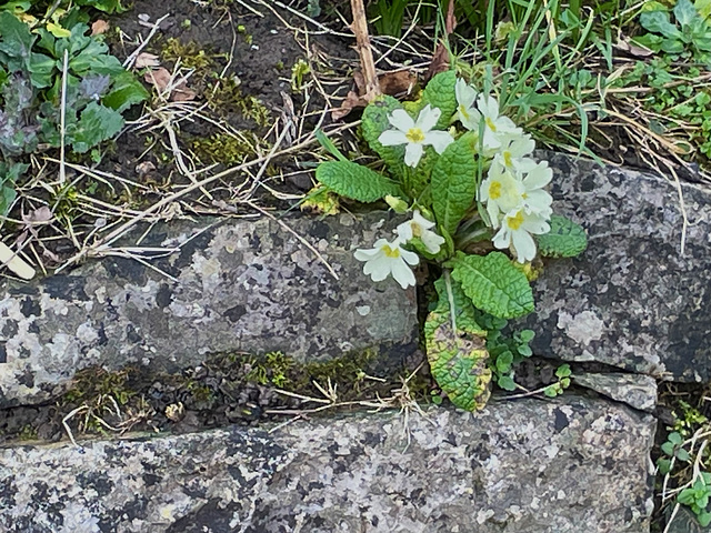 Primrose wall