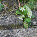 Primrose wall