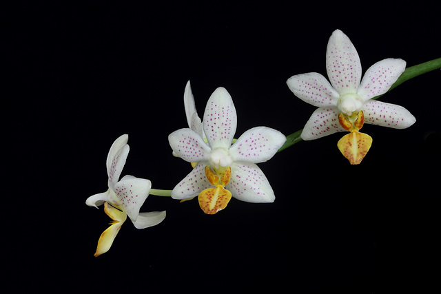 Phalaenopsis Mini Mark 'Holm'