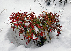 Nandina in the Snow