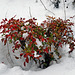 Nandina in the Snow