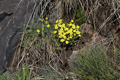 Potentilla verna (2)