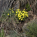 Potentilla verna (2)