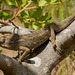 Camaleão-comum (Chamaeleo chamaeleo).