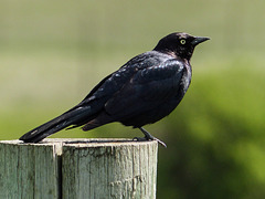 Brewer's Blackbird / Euphagus cyanocephalus