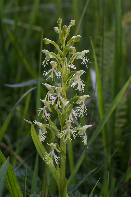 Platanthera lacera (Ragged Fringed orchid)