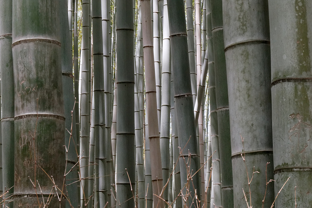 La forêt de bambous (5)