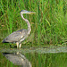 A young Great Blue Heron in our neighborhood