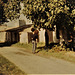 Vendange Samonac 1979 (Château Haut-Castenet, Côtes-de-Bourg, Bordeaux); picking figs outside our sleeping quarters.