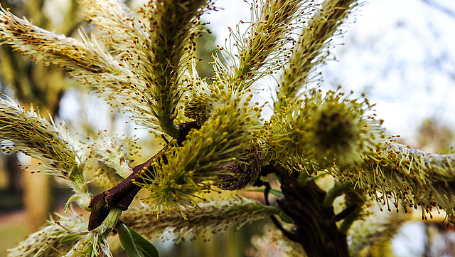 20200315 6872CPw [D~MI] Amur-Weide (Salix udensis), Sielpark, Bad Oeynhausen