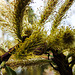20200315 6872CPw [D~MI] Amur-Weide (Salix udensis), Sielpark, Bad Oeynhausen