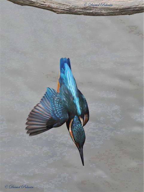 Martin-pêcheur Martin-pêcheur