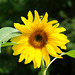 Sonnenblume mit Besucherin