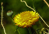 20210727 2106CPw [D~LIP] Garten-Strohblume (Xerochrysum bracteatum), Bad Salzuflen