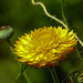 20210727 2106CPw [D~LIP] Garten-Strohblume (Xerochrysum bracteatum), Bad Salzuflen