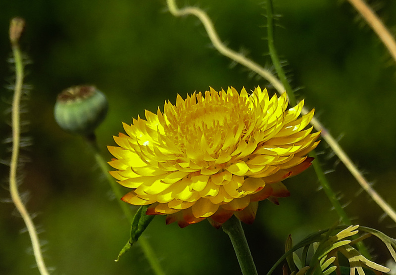 20210727 2106CPw [D~LIP] Garten-Strohblume (Xerochrysum bracteatum), Bad Salzuflen