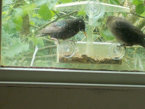 baw - Starlings