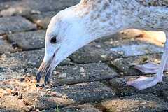 EOS 90D Peter Harriman 12 12 56 06547 cedric dpp