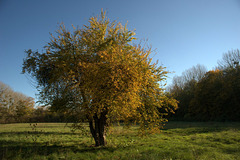 Couleurs d'automne d'un prunier