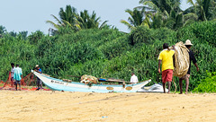 Sri Lankan traditional fishing, Wadduwa