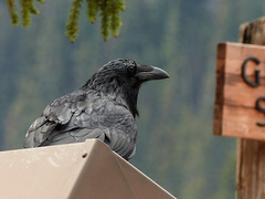 Common Raven at Bow Lake