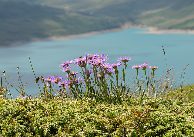 Aster alpinus