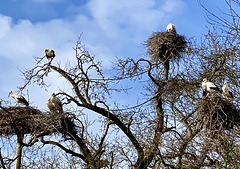 Die Störche sind zurück auf dem Affenberg