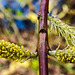 20200315 6874CPw [D~MI] Amur-Weide (Salix udensis), Sielpark, Bad Oeynhausen