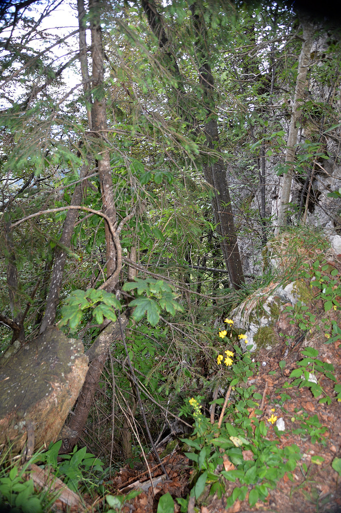 Bäume in extremer Felsenlage