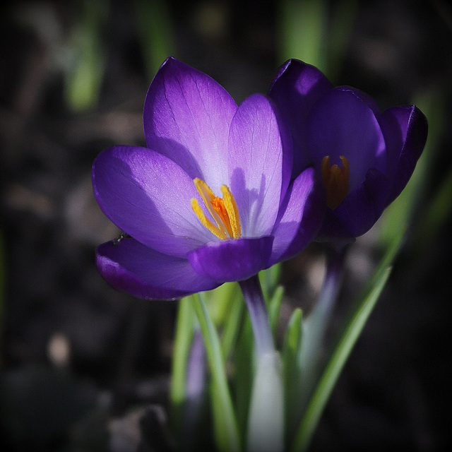 Mise en lumière du crocus