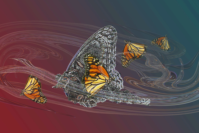 Migration of the Monarch butterflies