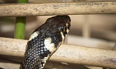 Der Kopf einer Ringelnatter (Natrix natrix) :))  The head of a grass snake (Natrix natrix) :))  La tête d'une couleuvre à collier (Natrix natrix) :))