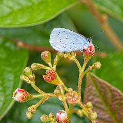 Holly Blue (+PiP)