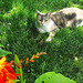 Honey In The Garden.