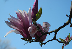 Magnolia du jardin