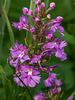 Platanthera grandiflora (Large Purple Fringed orchid)