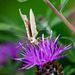 A moth on a thistle.
