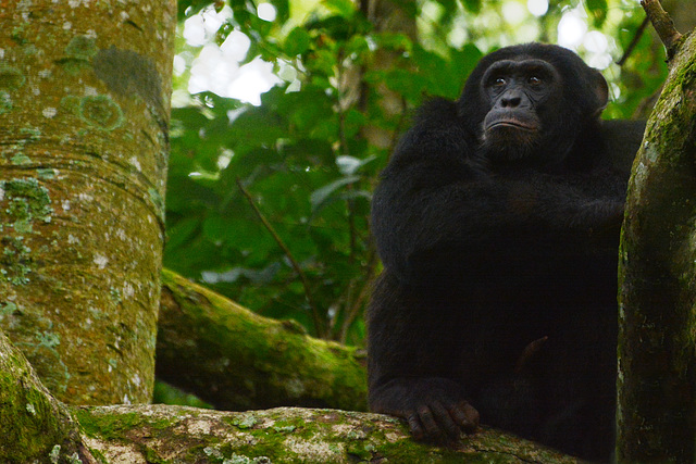 Uganda, Adult Male Chimpanzee in the Forest