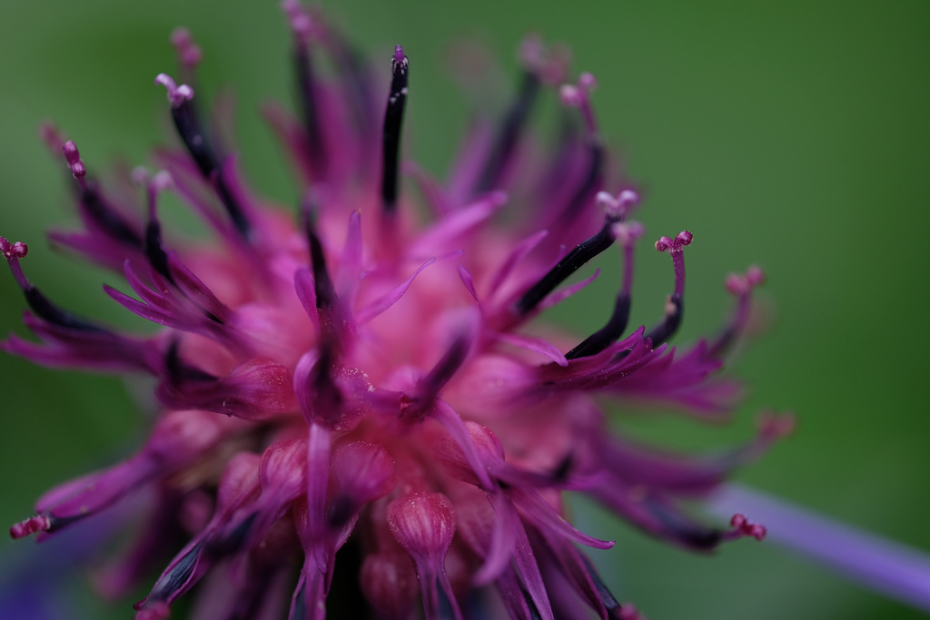 DSCF8278