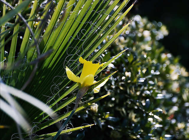 Fronds, threads....