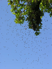 HONEY BEE SWARM