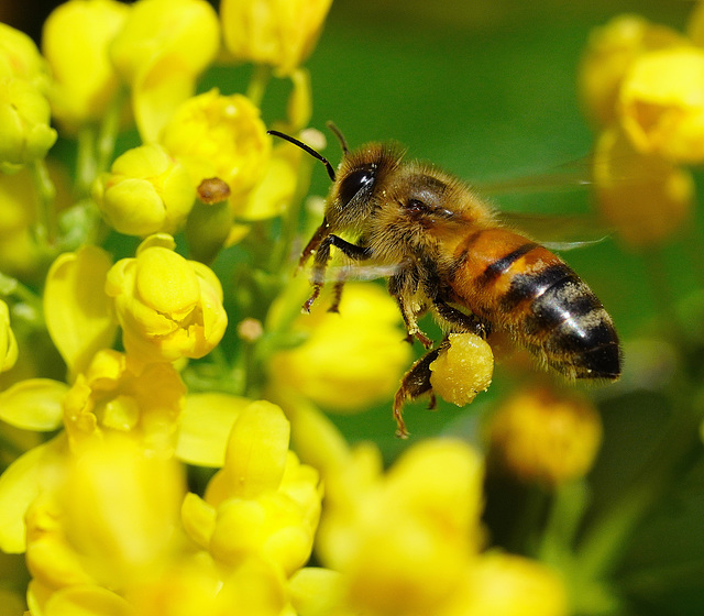 Biene im Flug