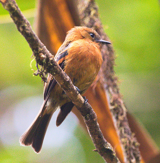 EF7A7859 Bird