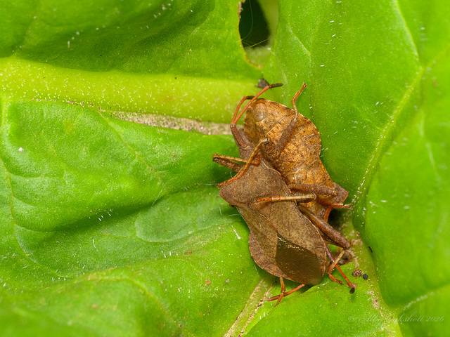 Great Battle of the Dock Bugs 2026