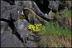 Potentilla verna